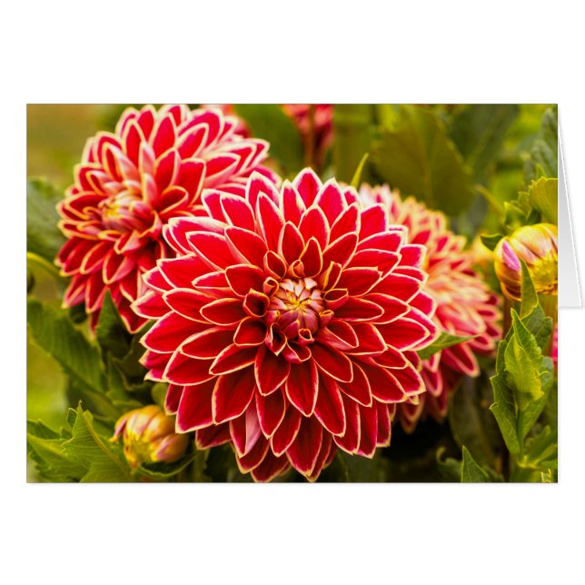 Dahlia in Bloom 11 (Voorkant Horizontaal)