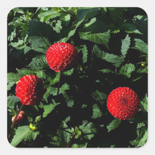 Dahlia Irish Glow #1 Stickers