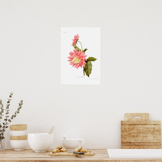 Dahlia "Loreley" Poster (Keuken)