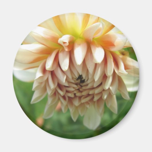 Dahlia Magneet (Voorkant)
