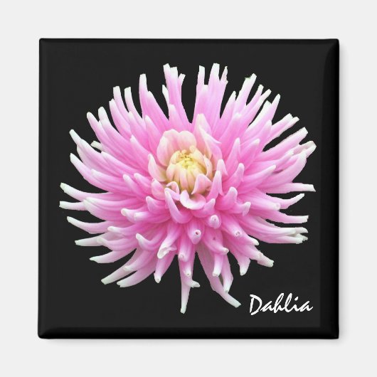 Dahlia Magnet (Devant)