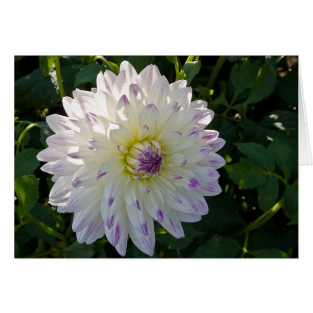 Dahlia, Margaret Ellen (Voorkant Horizontaal)