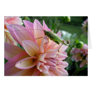 Dahlia met Cricket