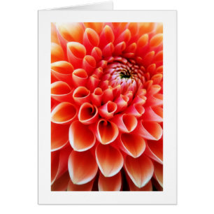 Dahlia orange