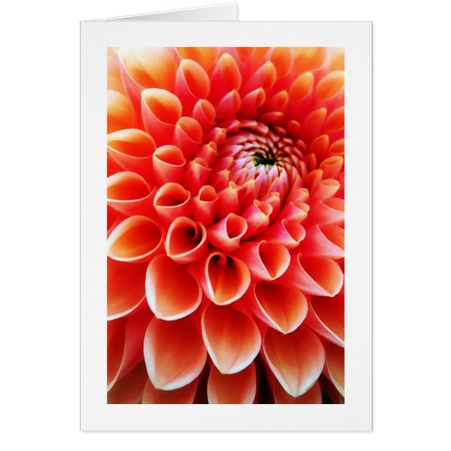 Dahlia orange (Devant)