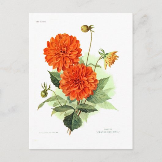 Dahlia "Oranje brandweerkoning" Briefkaart (Voorkant)