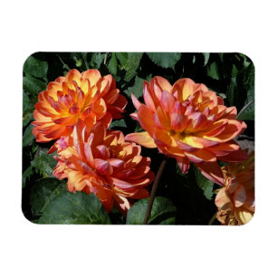 Dahlia Pam Howden #1 Magnet Magneet