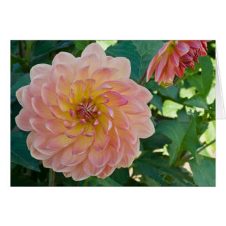 Dahlia, Peraches