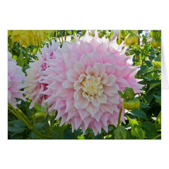 Dahlia, perfection de Gitts (Devant Horizontal)