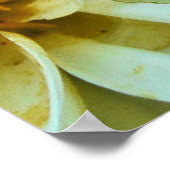 Dahlia Petals Poster (Hoek)