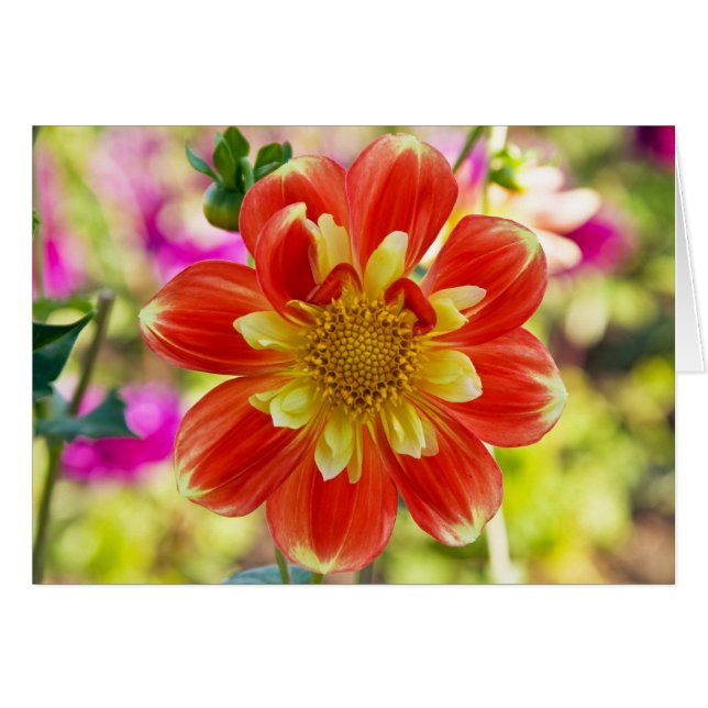 Dahlia, peuh (Devant Horizontal)