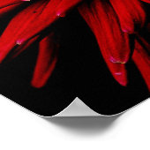 dahlia poster (Hoek)