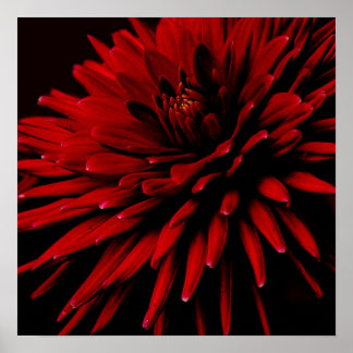 dahlia poster