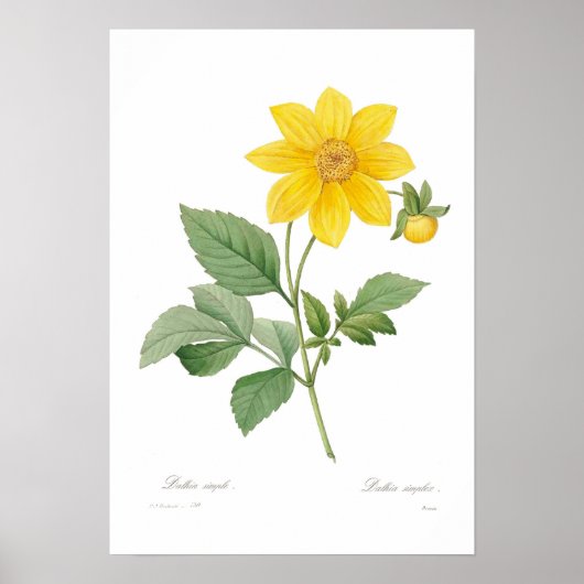 Dahlia Poster (Voorkant)