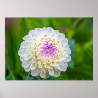 Dahlia Poster