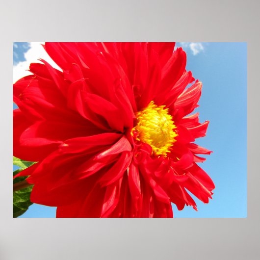 dahlia poster (Voorkant)