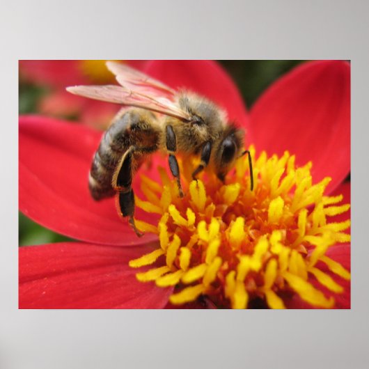 Dahlia (rood) poster (Voorkant)