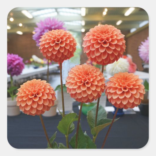 Dahlia Roos Toscano #1-1 Sticker (Voorkant)