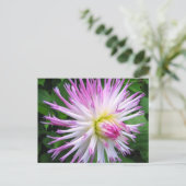 Dahlia rose blanc - Carte postale (Debout devant)