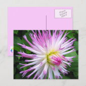 Dahlia rose blanc - Carte postale (Devant / Derrière)