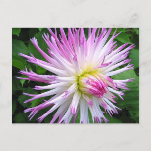 Dahlia rose blanc - Carte postale