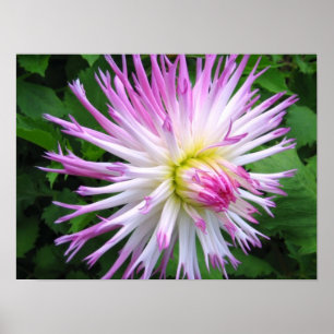 Dahlia rose blanc - Poster