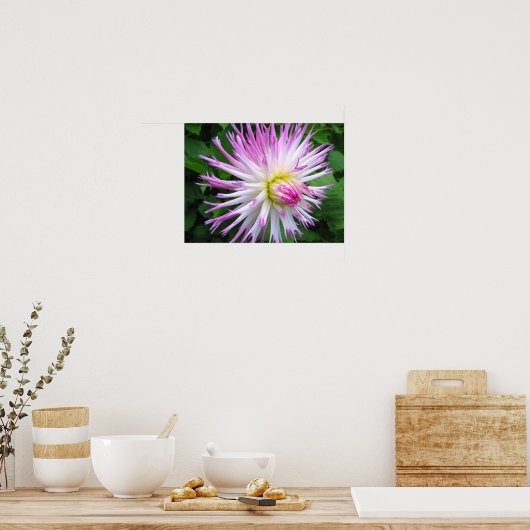 Dahlia rose blanc - Poster (Cuisine)