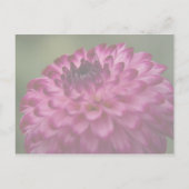Dahlia rose • Carte postale de sauvegarde de date (Dos)