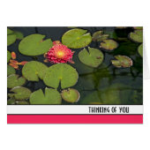 Dahlia Rose Dans Les Pads Lily (Devant horizontal)