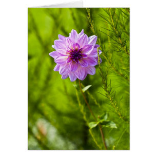 Dahlia rose, Effet Aquarelle