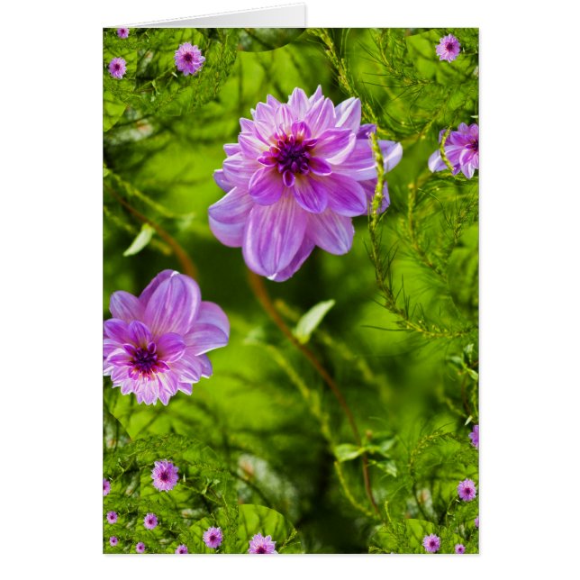 Dahlia Rose Fantaisie (Devant)