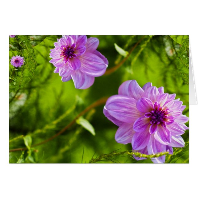 Dahlia Rose Fantaisie (Devant horizontal)