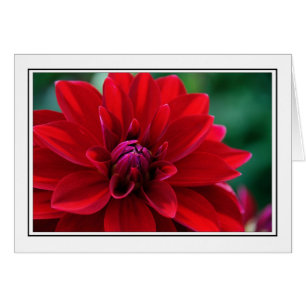 Dahlia rouge