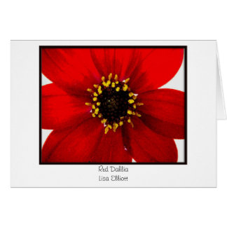 Dahlia rouge
