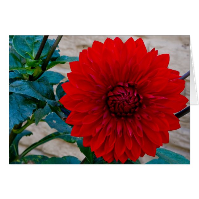 Dahlia rouge (Devant Horizontal)