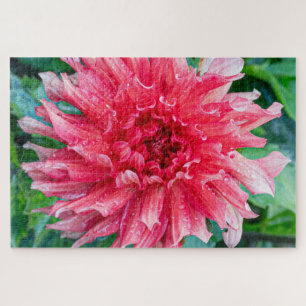 Dahlia Roze Canadese Bloem Fotografie Legpuzzel