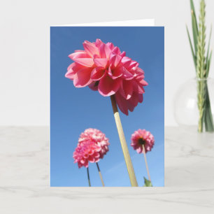 Dahlia, roze hoge bloemen lage hoek met blauwe luc kaart