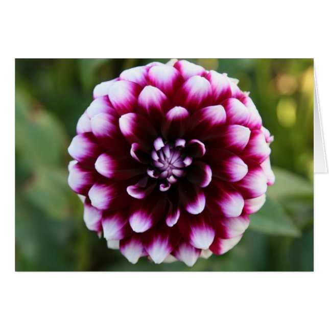 Dahlia, Ryan C (Devant Horizontal)