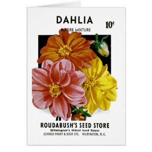 Dahlia  Seed Packet