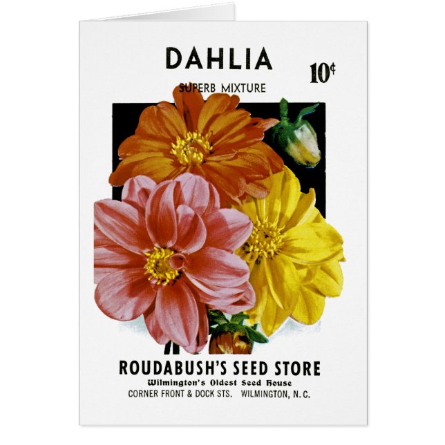 Dahlia  Seed Packet (Voorkant)