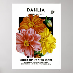 Dahlia  Seed Packet Poster