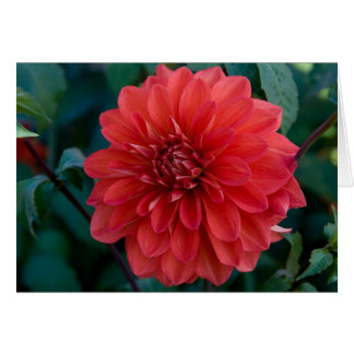 Dahlia, super
