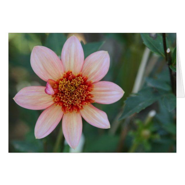 Dahlia, totalement mandarine (Devant Horizontal)