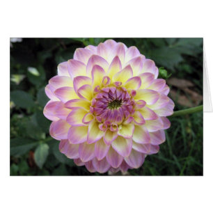Dahlia vif de crème de lavande