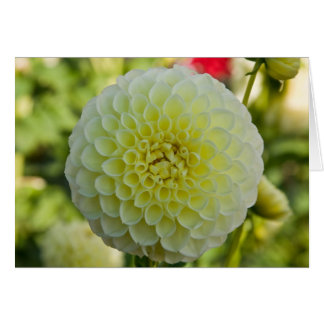 Dahlia, White Nettie