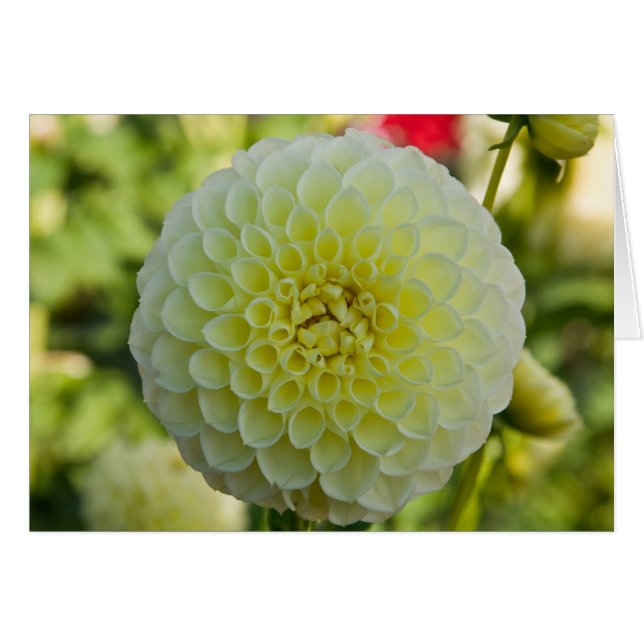 Dahlia, White Nettie (Voorkant Horizontaal)