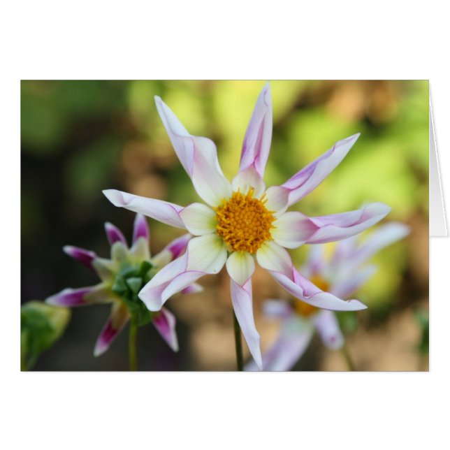 Dahlia, Willie Willie (Devant Horizontal)