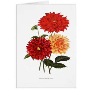 Dahlias