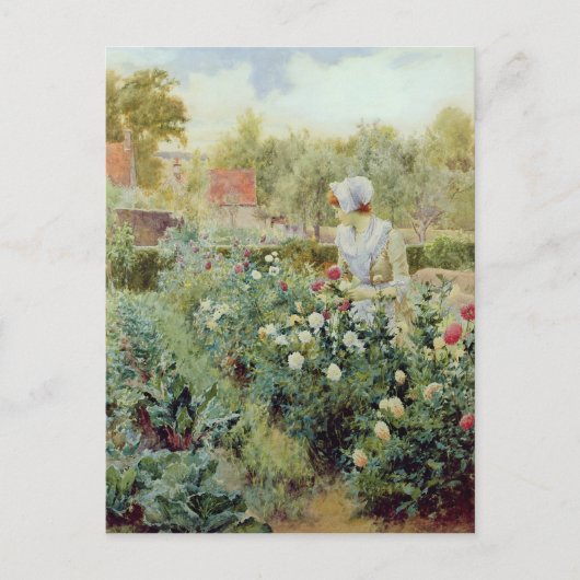 Dahlias 1896 briefkaart (Voorkant)