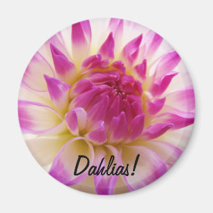 Dahlias ! aimant Fleur de Dahlia rose blanc